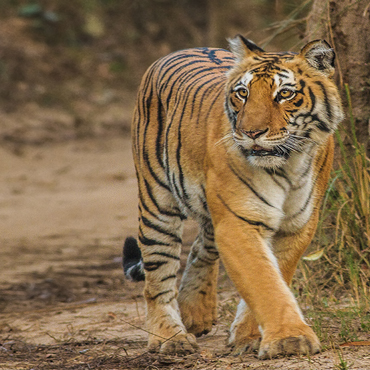 Jim Corbett